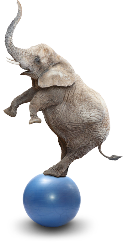 Elephant on a ball